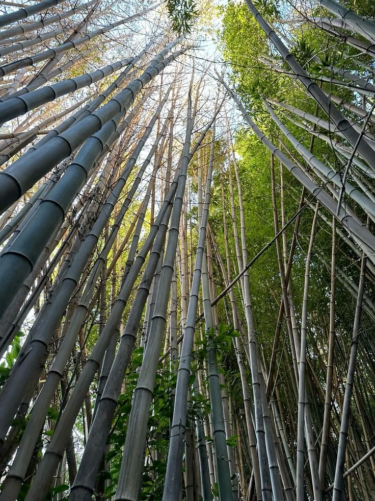 Bamboo Forest